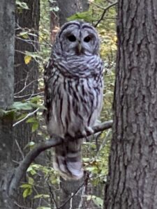 "Percy" the barred owl.