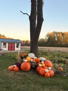 Pumpkins sitting infront of a tree with store in the background. A Red door on a white small building